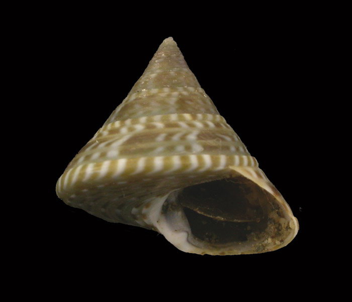 Iconografia calliostoma laugieri